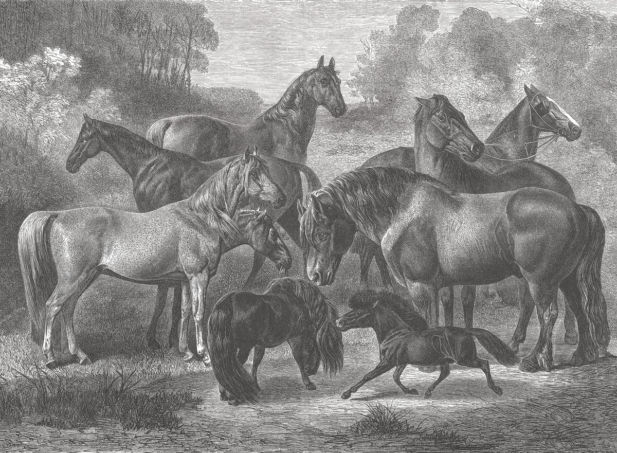 17-09-033-00 Horses Breeds Mural