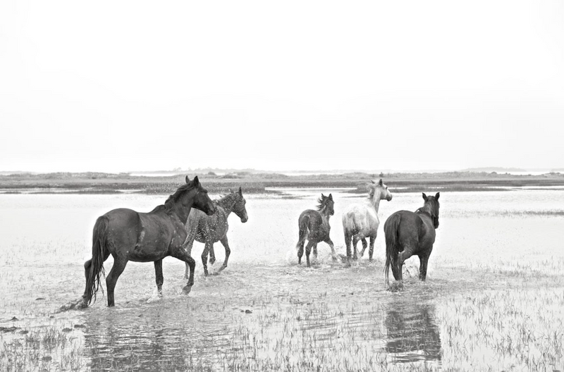 Wild Horses of Cumberland Bok