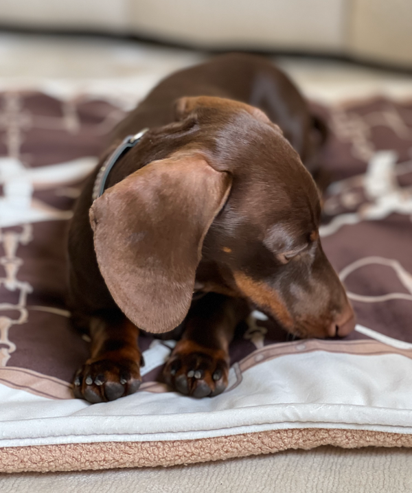 Day bed for pets and babies Brown